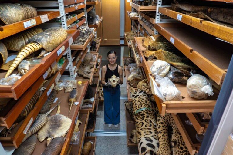 Museu Goeldi tem a terceira maior coleção de mamíferos da América do Sul, mostra artigo