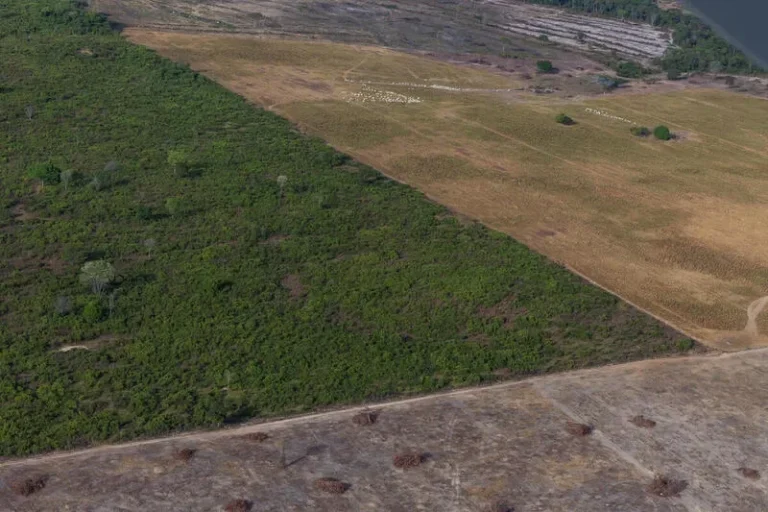 Primeiro trimestre de 2026 fecha com queda de 17% no desmatamento da Amazônia