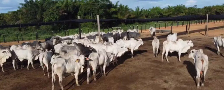 Roraima ganha 1ª estação de pré-embarque de gado vivo e entra para o mercado internacional