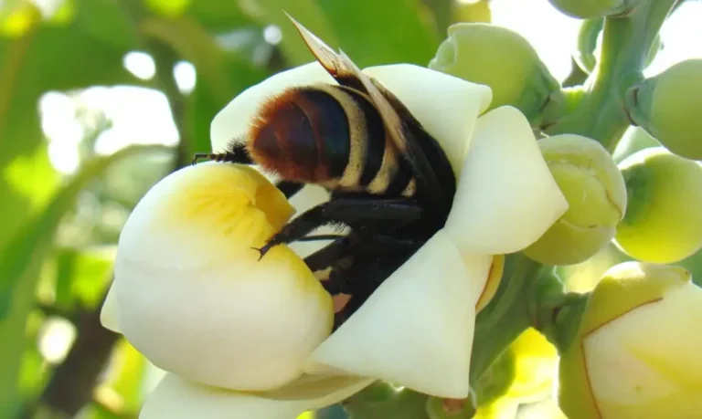Perda do habitat das abelhas em Belterra gera alerta no Pará