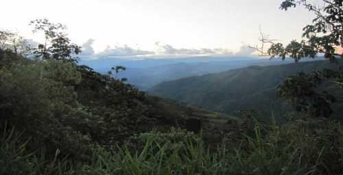 Novas espécies de plantas são achadas na Floresta de Proteção Pui Pui, na Amazônia peruana