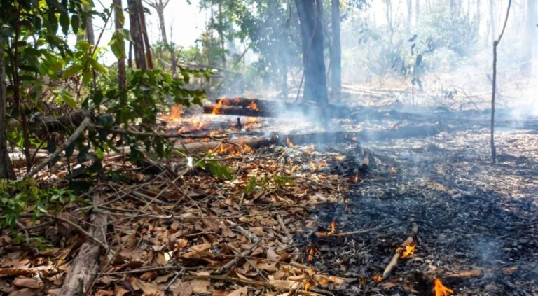 Com ajuda da IA, estudo da Unemat revela devastação histórica na Amazônia-Cerrado