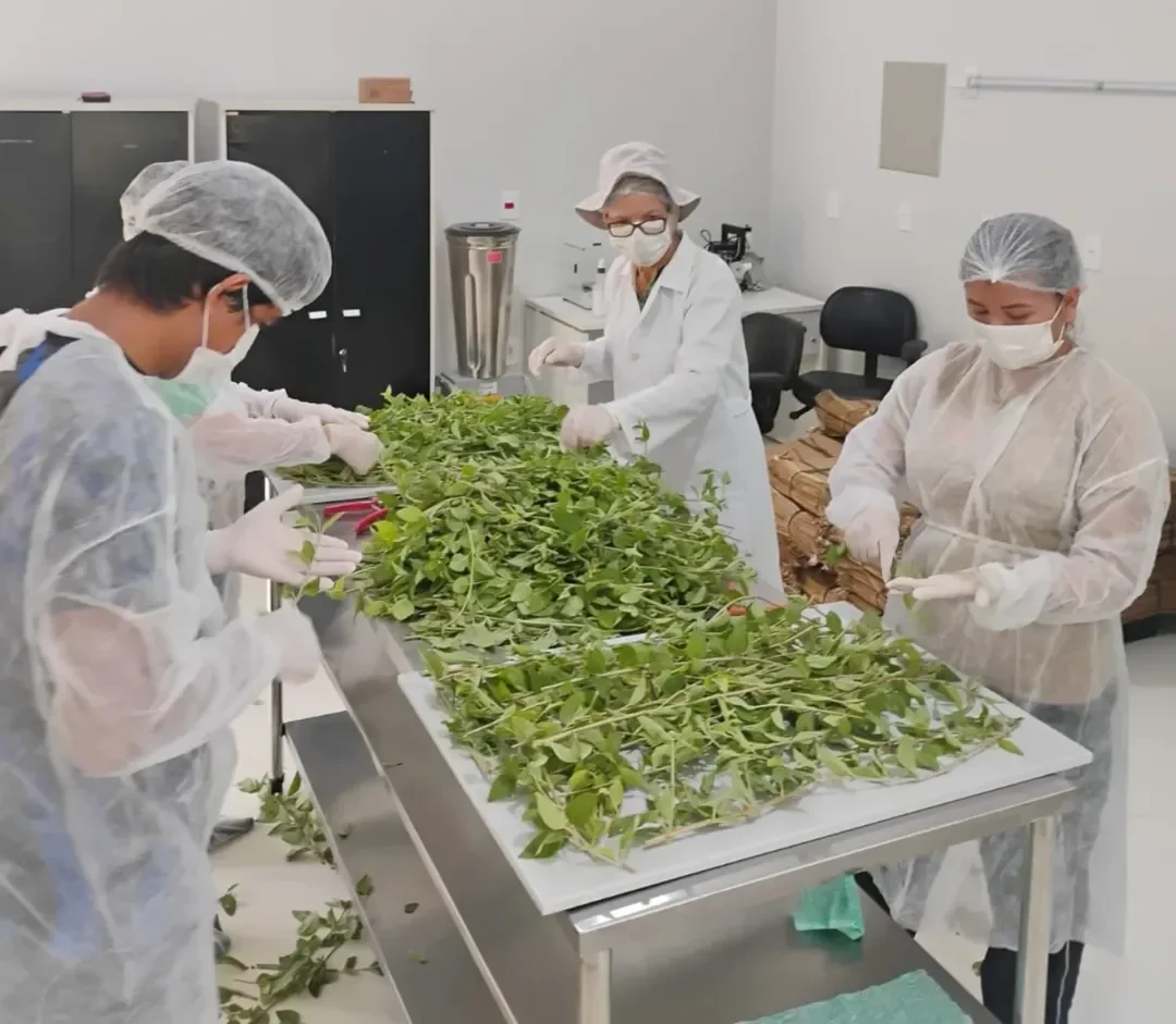 Projeto Farmácia Viva Amazônica