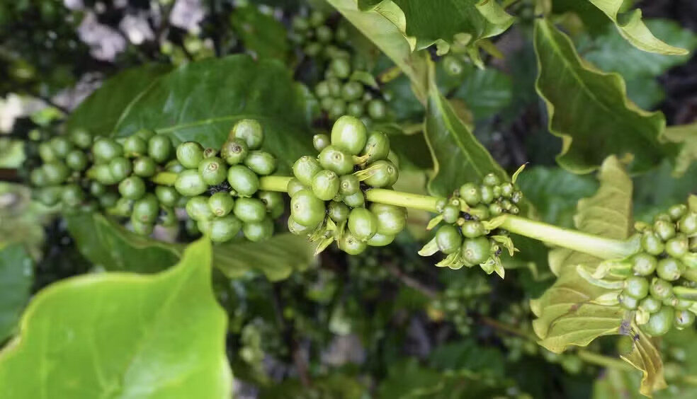 Café produzido em Roraima pode ampliar mercados para produtores