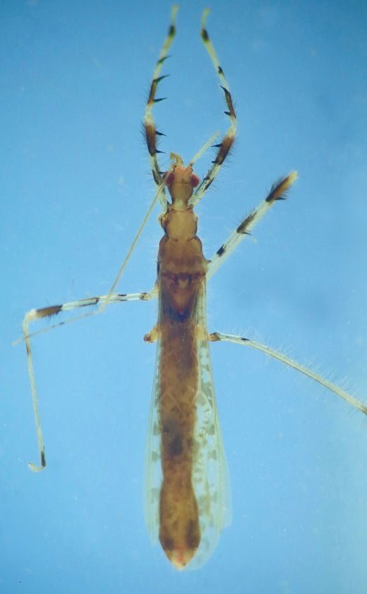Exemplar de percevejo raro é descoberto na Amazônia e se torna 1° registro do gênero na América do Sul