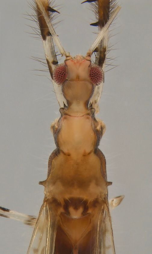 Exemplar de percevejo raro é descoberto na Amazônia e se torna 1° registro do gênero na América do Sul