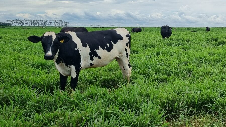leite vacas mato grosso embrapa