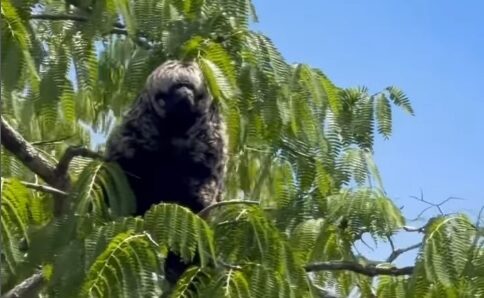 animal encontrado por pescador é um macaco velho
