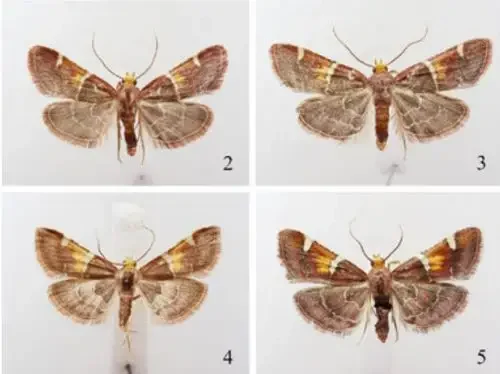 Cientistas batizam nova espécie de mariposa em homenagem ao Papa Leão XIV
