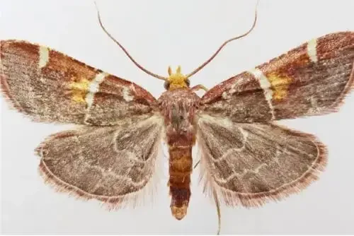 Cientistas batizam nova espécie de mariposa em homenagem ao Papa Leão XIV