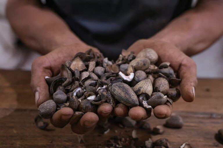 TRF1 mantém condenação de pesquisador por exploração do murumuru em comunidade Ashaninka no Acre