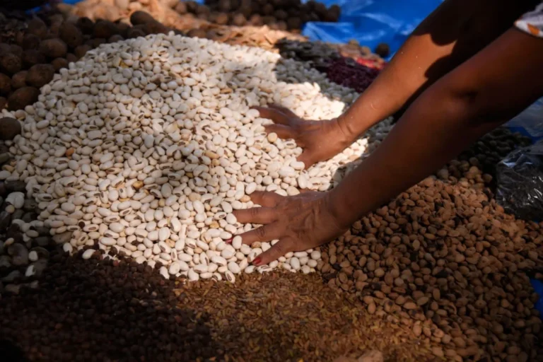 “Muvuca de sementes”: técnica ancestral alia saber tradicional e ciência no Amazonas 