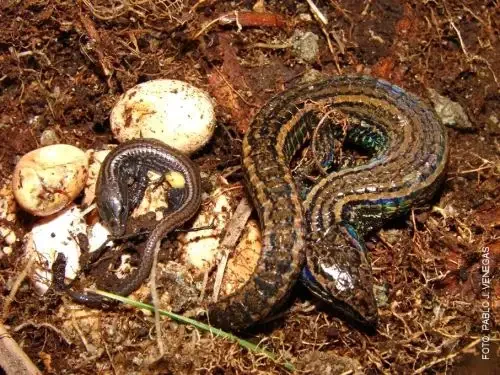 nova especie de lagarto no peru