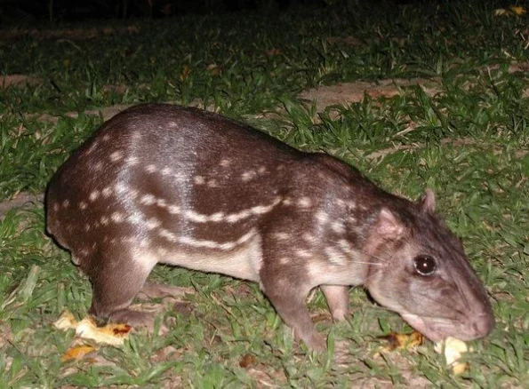 Caça de paca na Amazônia ameaça saúde de comunidades tradicionais