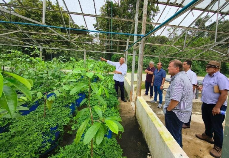 Embrapa apresenta pesquisa sobre pau-rosa a empresários amazonenses