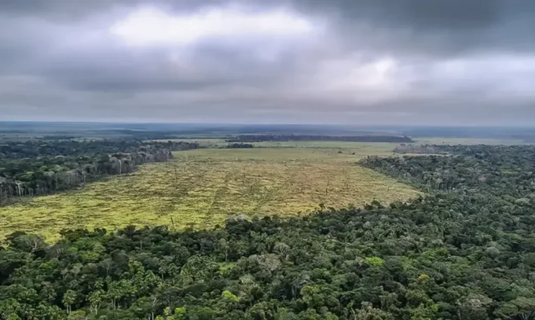 Mais de 1,8 mil km² de áreas para refúgio de aves ameaçadas foram desmatadas na Amazônia brasileira