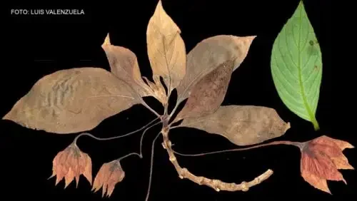 Novas espécies de plantas são achadas na Floresta de Proteção Pui Pui, na Amazônia peruana