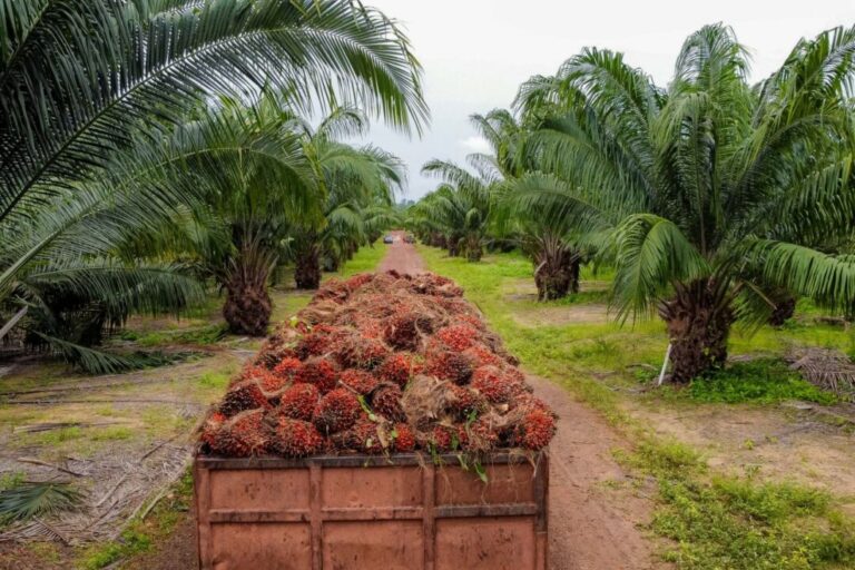 Pará é o maior produtor de dendê do Brasil, mostra estudo da Fapespa