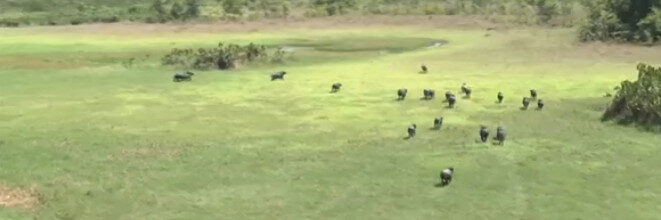 MPF pede retirada de animais criados ilegalmente em reserva no Amapá
