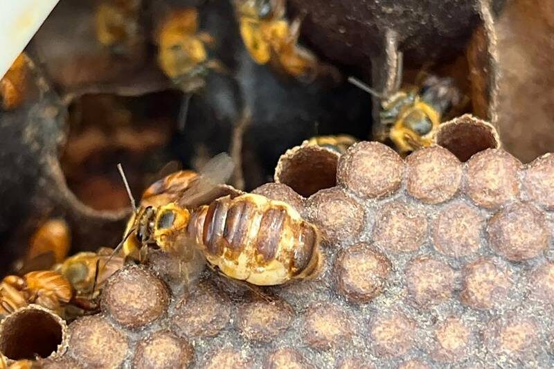 Viva Maria alerta para perda do habitat das abelhas em Belterra, no Pará
