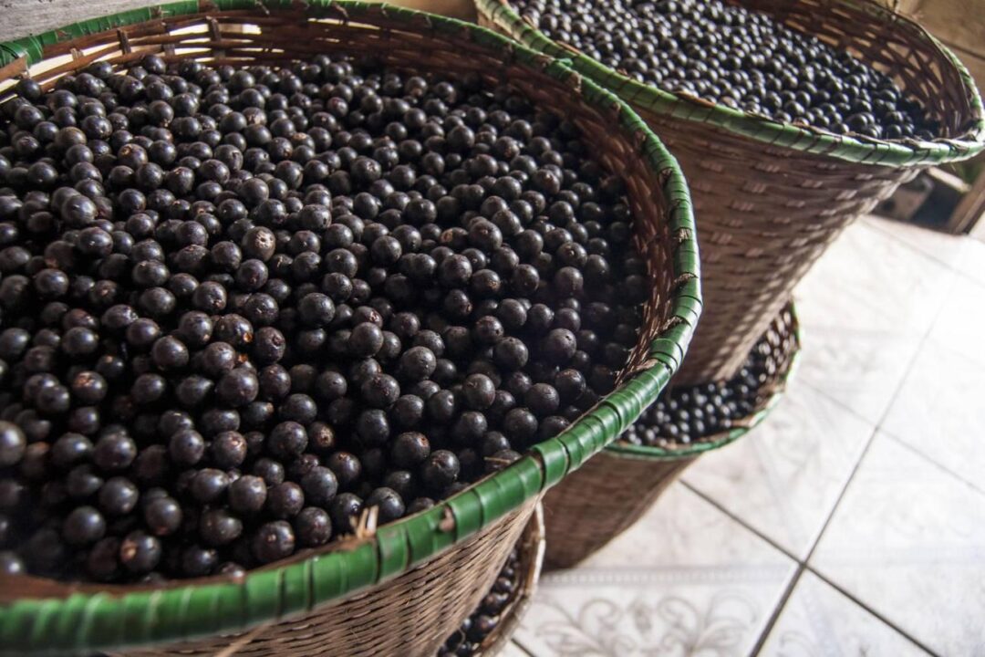 caroço de açai