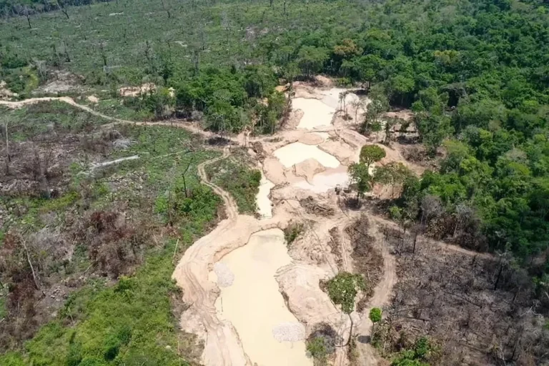 APA Triunfo do Xingu é a área protegida mais pressionada pelo desmatamento na Amazônia no primeiro trimestre de 2026