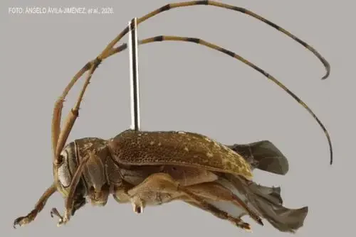 novos besouros descobertos no peru