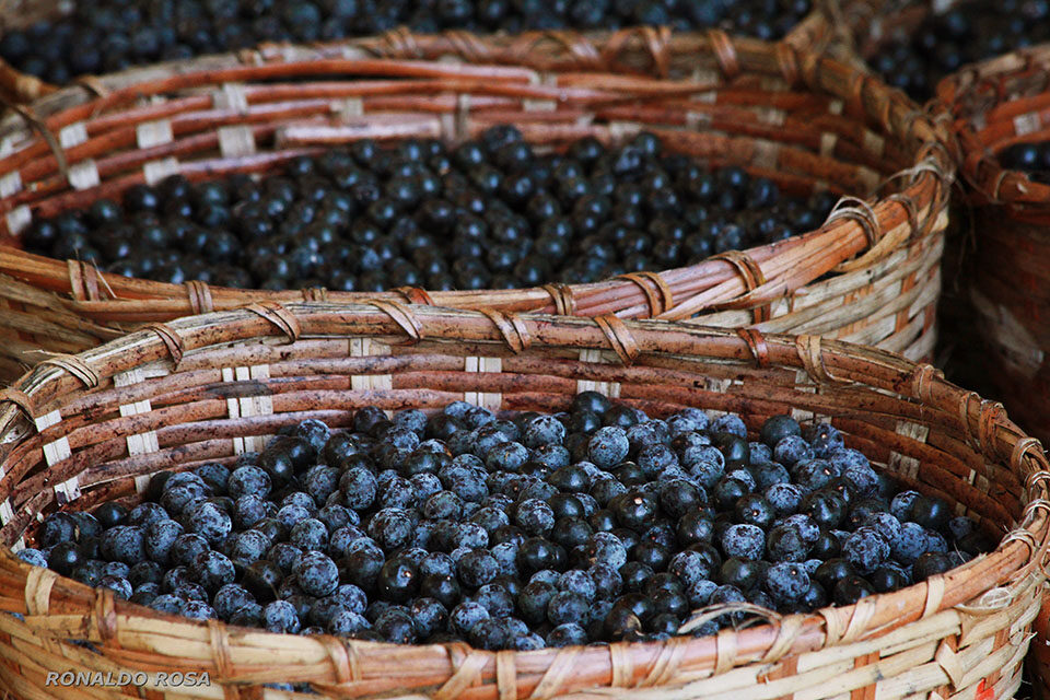 açaí, planta amazônica
