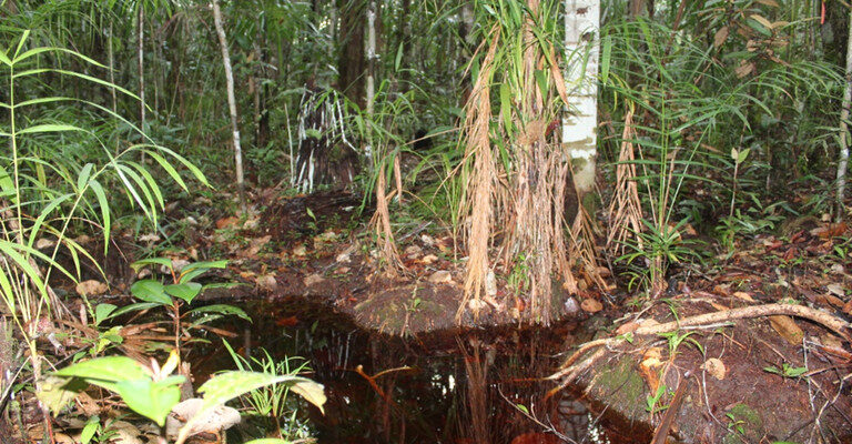 Árvore da campinarana amazônica resiste à seca, mas sofre com alagamento prolongado, revela estudo