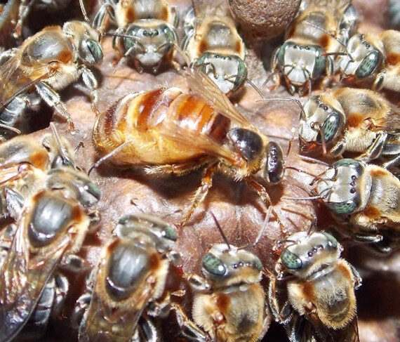 II Congresso Amazonense de Meliponicultura destaca ciência e conservação de abelhas em Manaus