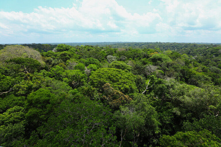 Portal Amazônia responde: por que o Dia da Amazônia é comemorado no dia 5 de setembro?