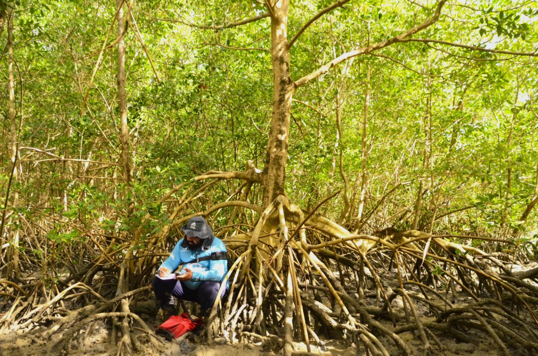 Manguezais ganham destaque como 'carbono azul' na costa amazônica