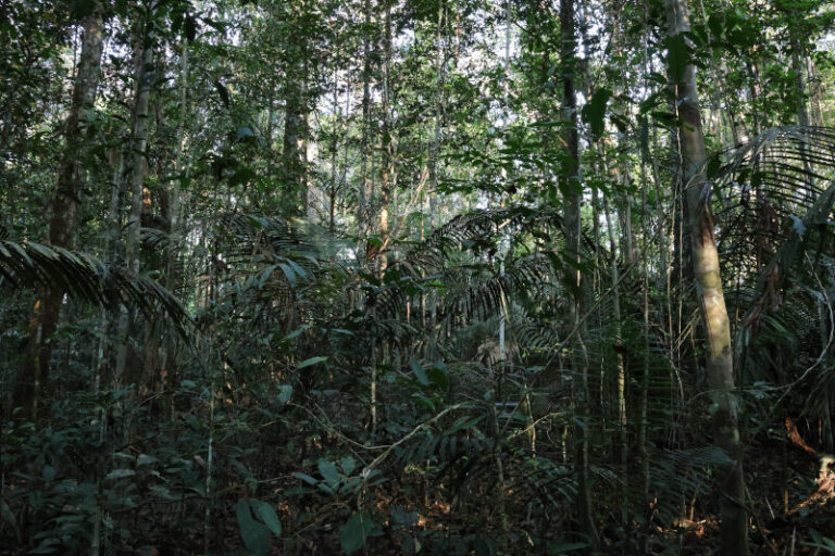 Apesar dos impactos, florestas primárias ainda são principal fonte de biodiversidade na Amazônia