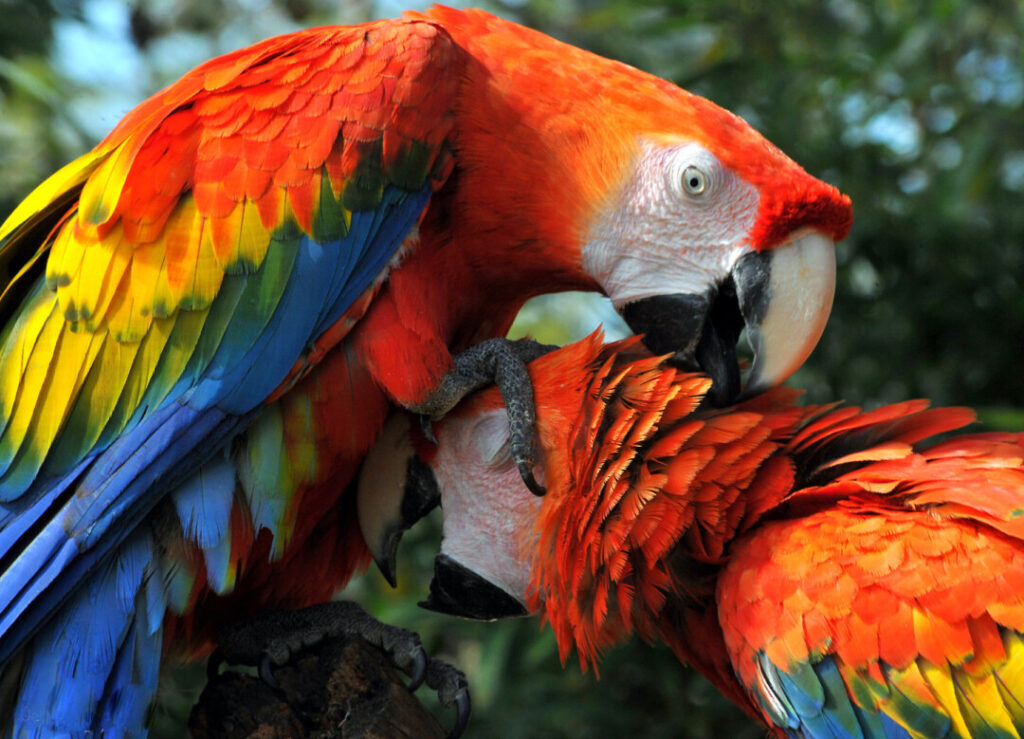 Imagem colorida mostra araras, animais da Amazônia