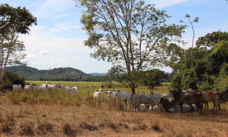 Lançamento de guia apoia pecuária na gestão de riscos relacionados a atividades ilegais em Terras Indígenas na Amazônia Legal