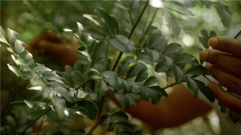 Planta amazônica usada contra glaucoma, jaborandi ganha banco vivo de conservação em Carajás