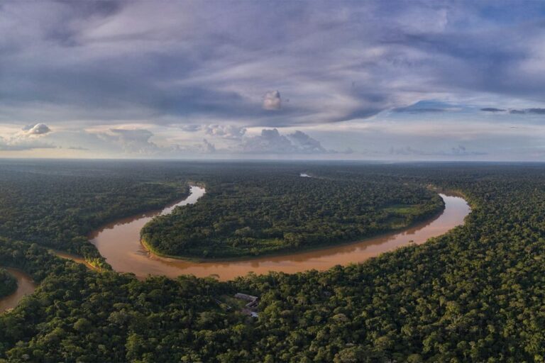 Perigo à vista! Vocalização de diferentes espécies é usada como aviso em floresta no Peru