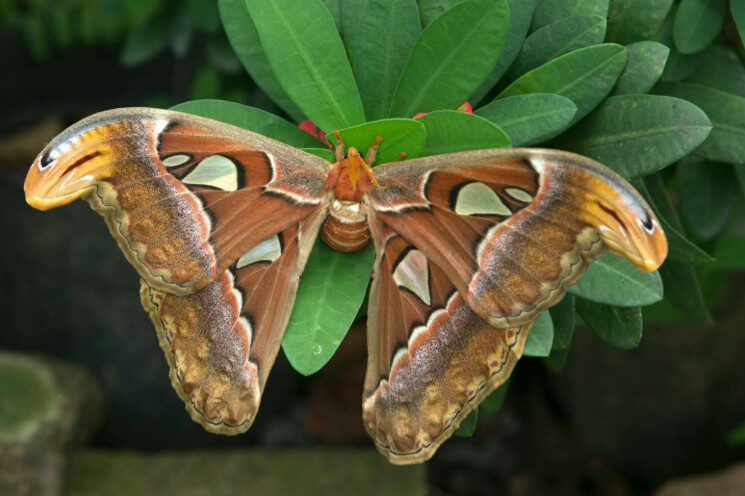 Quatro novas espécies de mariposas encontradas no Amazonas são descritas em homenagem a orixás