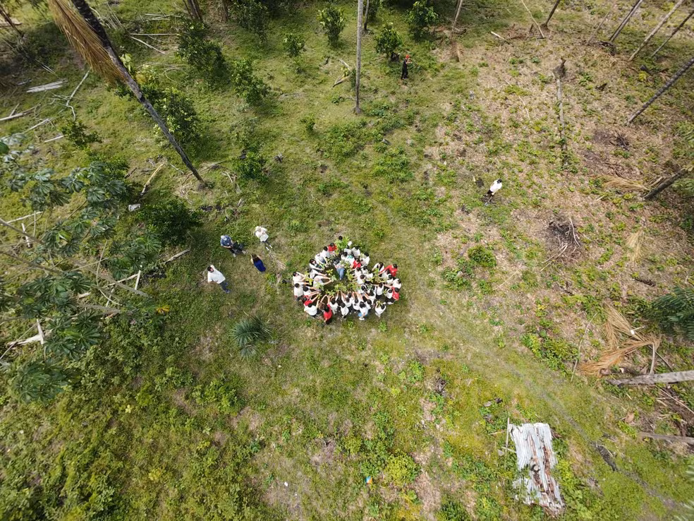 Imagem colorida mostra vista aérea de uma ação social de reflorestamento de área verde em alguma área desconhecida