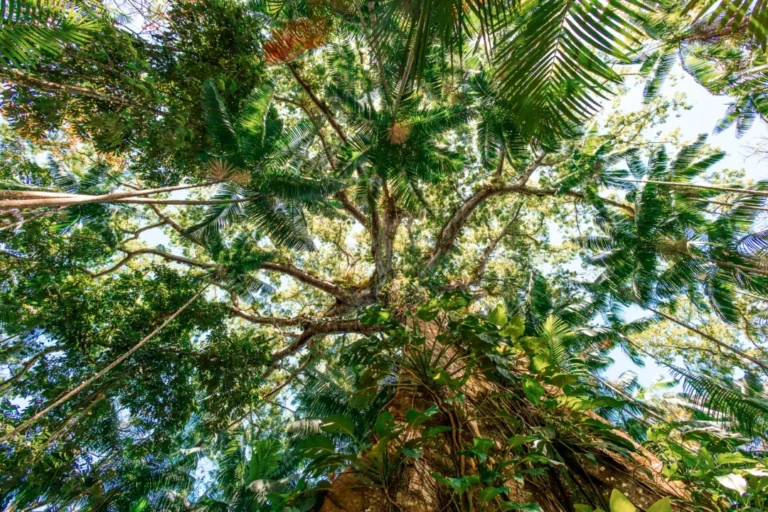 Estudo revela papel do agronegócio na expansão das florestas brasileiras