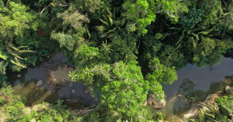 Curta documental aponta soluções para evitar colapso da Amazônia