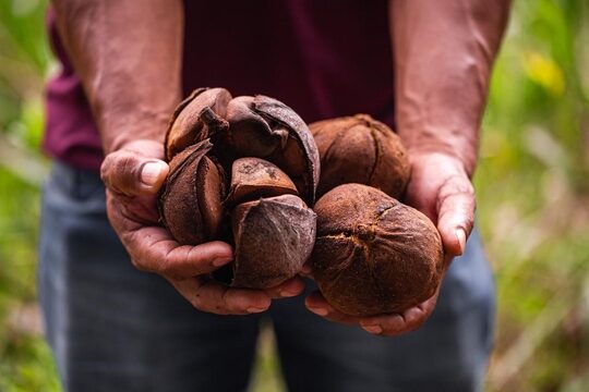 Uso da casca da andiroba é indicado para produção de corantes naturais, mostra pesquisa