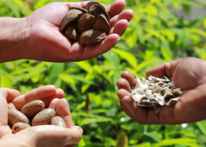 Bioeconomia, passado-presente da economia amazonense