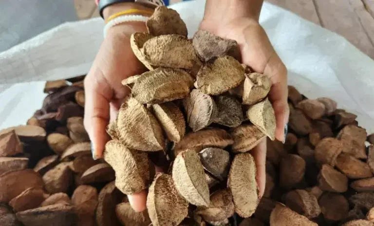 Castanha e pirarucu movimentam economias locais e ajudam no desenvolvimento de comunidades no Amazonas