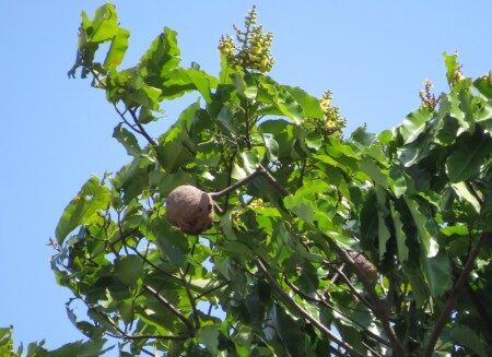 Passado agrícola da Amazônia revela segredos sobre a resiliência da floresta