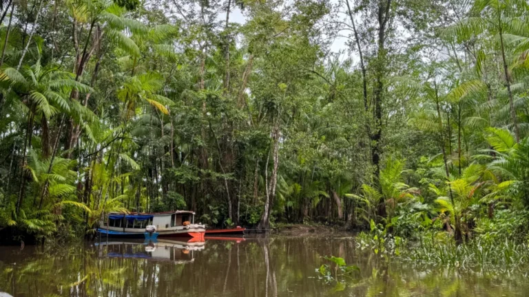 Expedição científica avaliará impacto das mudanças climáticas nos açaizais e na água no Marajó