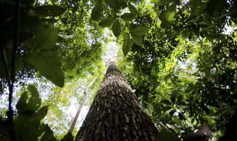 Estudo propõe integrar inteligência artificial e processos naturais para restaurar florestas