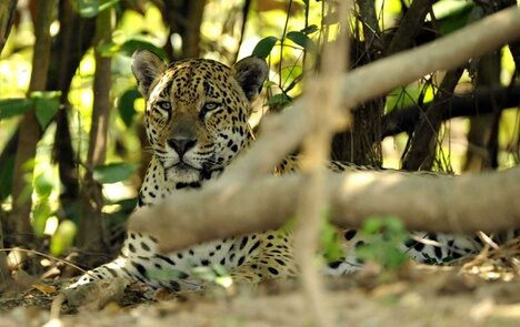 onça, símbolo da fauna silvestre