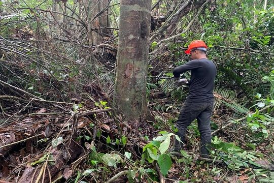 Pesquisa aponta baixa toxicidade da oleorresina de copaíba da Amazônia