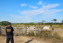 Imagem colorida mostra ação da Polícia Federal em área de fazenda na Amazônia